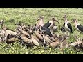 Vultures Vs Marabou Storks Nature Clean Up Crew Full Documentary