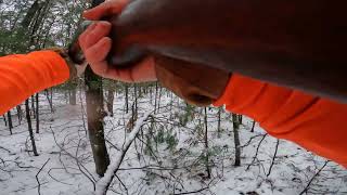 squirrel shot with 16 gauge Long Tom shotgun 36 inch barrel