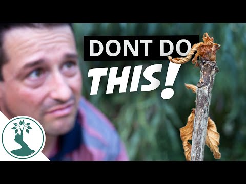 Don't Make This Mistake When Growing Cherries from Seed - Cherry Tree From Seed Update 3