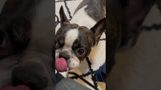 痒いよ〜！ってアピールしてくるワンコw  #shorts