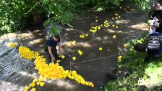 preview picture of video 'Shireoaks duck race 2012'