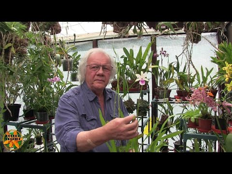 My Sunday Orchid Chat - Lots of Little Things Making a Long Video