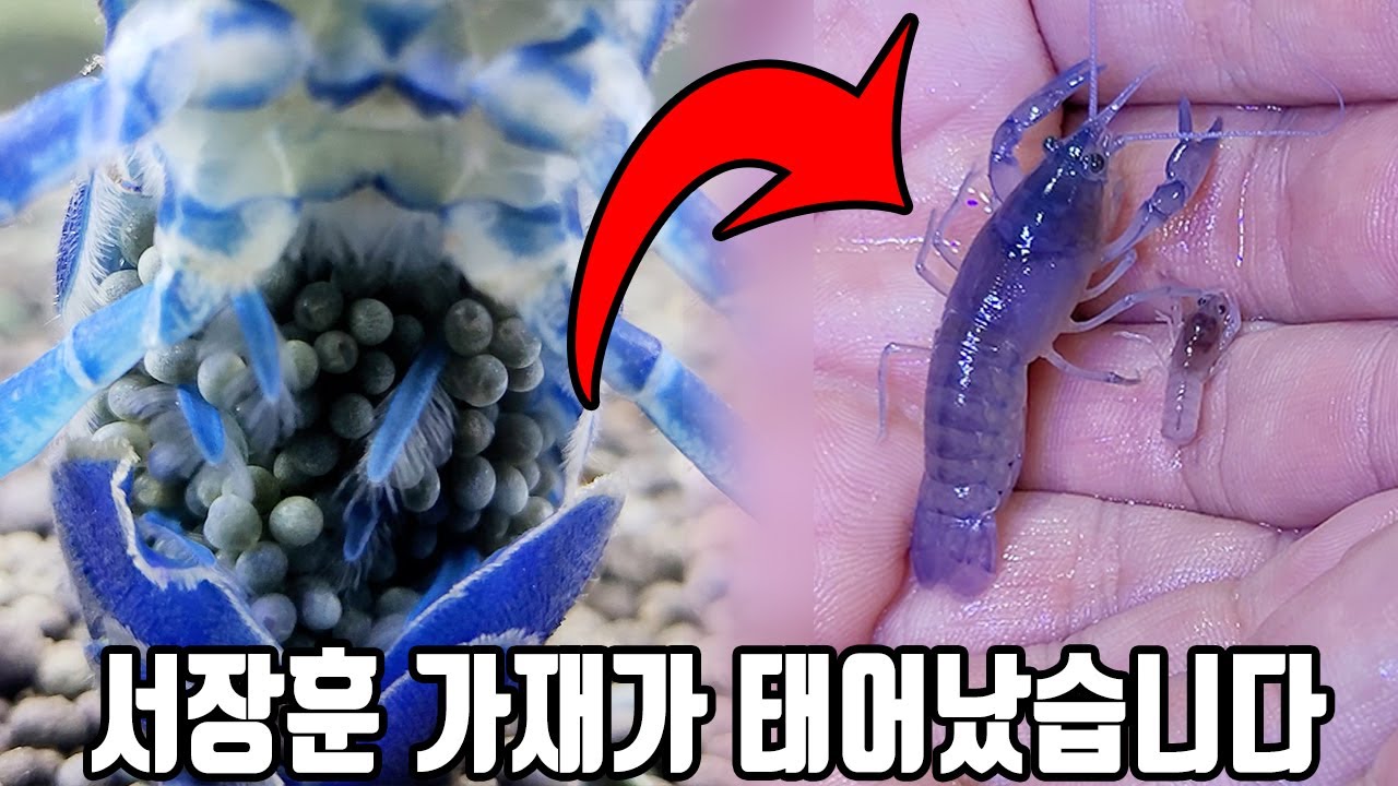 0.0001% 서장훈 가재가 태어났습니다!!