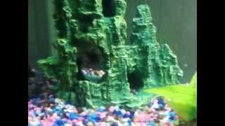 Small Albino Oscar, Jack Dempsey, and African Convict.