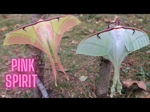 Pink Spirit Moth - Mythical Insect - Actias rhodopneuma (Saturniidae) in HD - Amazing moon moth!