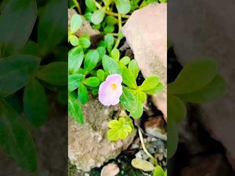 new flower short video music karimulla