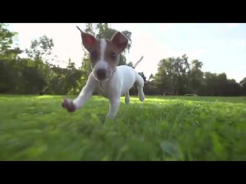 Jack Russell Short Haired