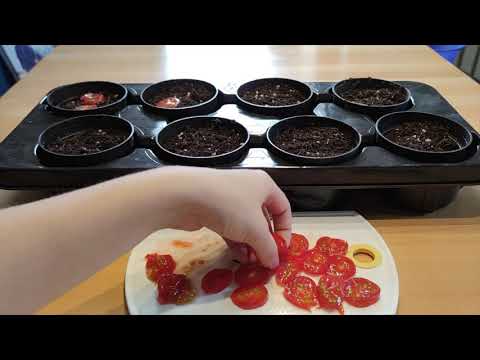 Tomaten aus dem Supermarkt einpflanzen?! Überraschendes Ergebnis!