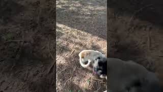 Video preview image #1 Australian Shepherd-Unknown Mix Puppy For Sale in Grafton, WI, USA