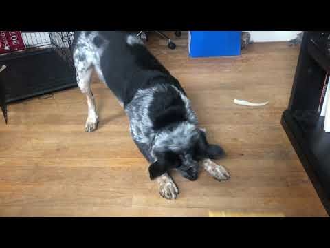 Jasper, an adopted Australian Cattle Dog / Blue Heeler in Greenfield , MA_image-1