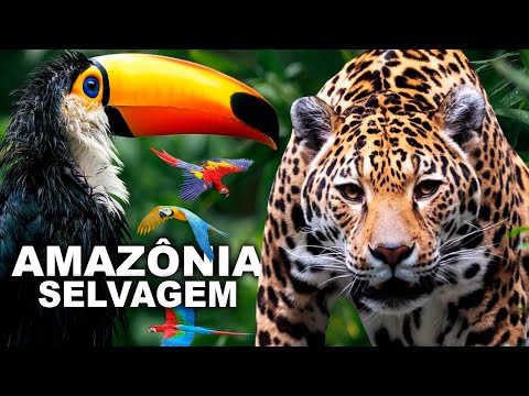 AMAZÔNIA SELVAGEM | DOCUMENTÁRIO | ANIMAIS SELVAGENS da AMAZÔNIA | FLORESTA AMAZÔNICA | RIO AMAZONAS