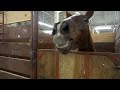 30 Minutes of HILARIOUS Horses | Best Compilation