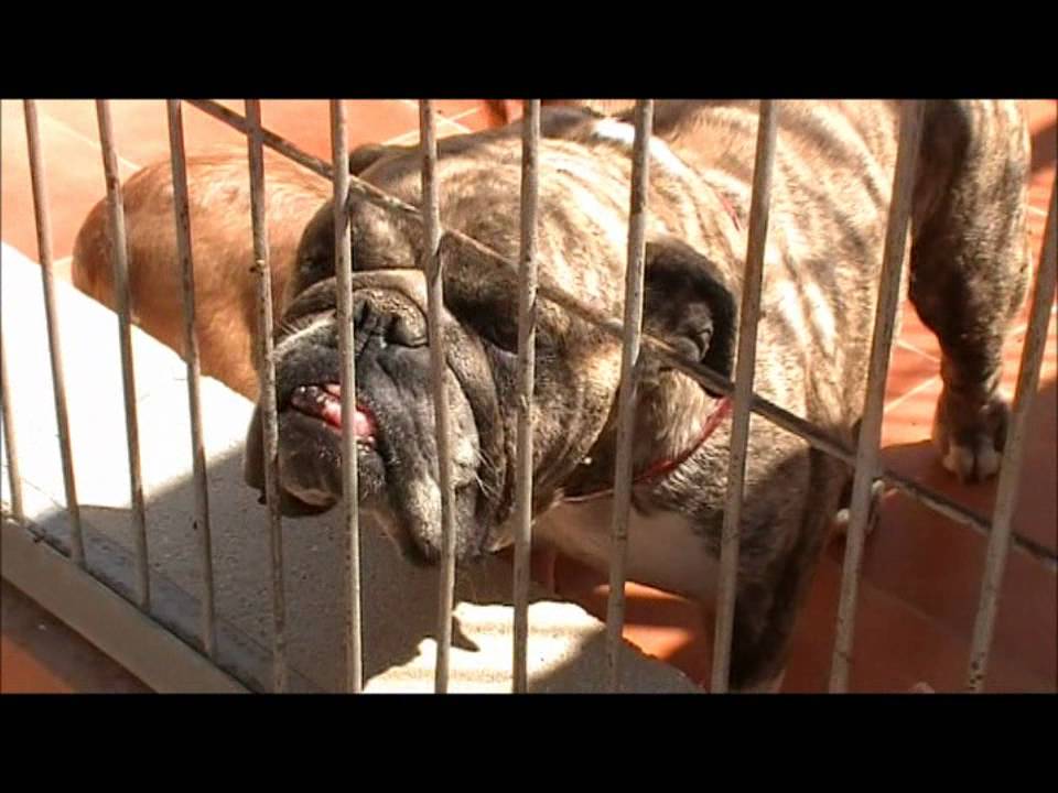 Visita a la Protectora de Animales de Alicante