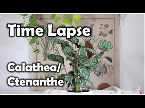 , title : 'Calathea Curling Leaves Time Lapse Ctenanthe'