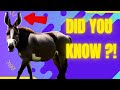 10 Interesting Facts About Donkeys