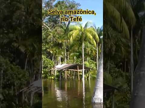 SELVA AMAZÔNICA, MARGEM DO RIO TEFÉ. Município de Alvarães, estado do Amazonas.