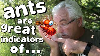 ANTS are GREAT INDICATORS of...
