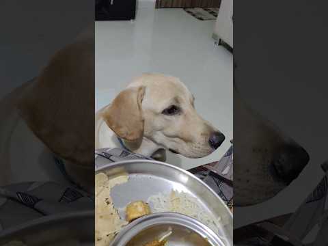 Labrador puppy charlie jumps when mom didn't give him food😆😛🫢🐶#funny #dog #youtubeshorts #shorts