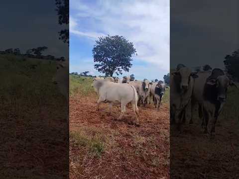 VENDO:GADO em Mambaí/GO Disponível 500 bois R$350 na @ 54 de rendimento média 590 kg de média acima