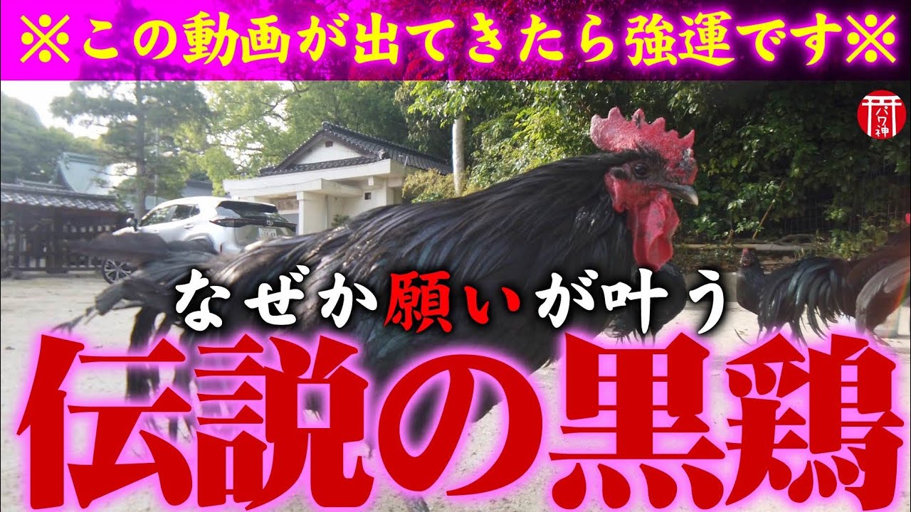 【願いを込めて】※見たら1分以内に再生して下さい⚠️もし逃したら二度とありません※見たら良いことが起こる黒柏鶏様の御姿を目にして下さい🌈✨⛩️山口県周防一宮玉祖神社【遠隔参拝】【リモート参拝】