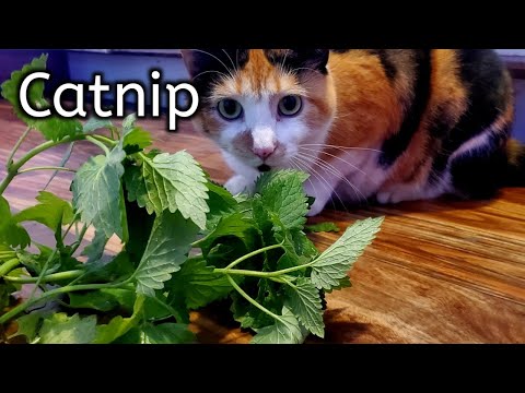 Top Tips To Growing Awesome Catnip For Your Cats