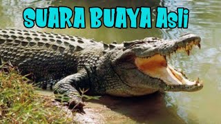 Download lagu Suara BUAYA asli (suara binatang ) mp3