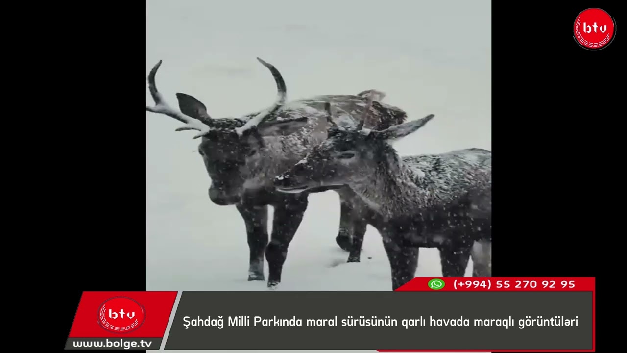 Şahdağ Milli Parkında maral sürüsünün qarlı havada maraqlı görüntüləri
