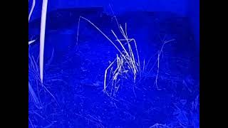 ダルマガエル観察ライブ20250924