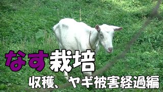 なす作り　＃3収穫ヤギ被害経過編