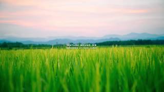 Nature Sound 33 - SINGING OF INSECTS / THE MOST RELAXING SOUNDS -