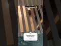 When He Is So Obsessed Obsessed Rottweiler Dog Brunomars Funny Trending Trendingshorts