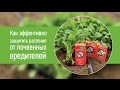Инсектицид Антихрущ® (Ukravit) — системная защита культур от личинок майского жука и комплекса вредителей