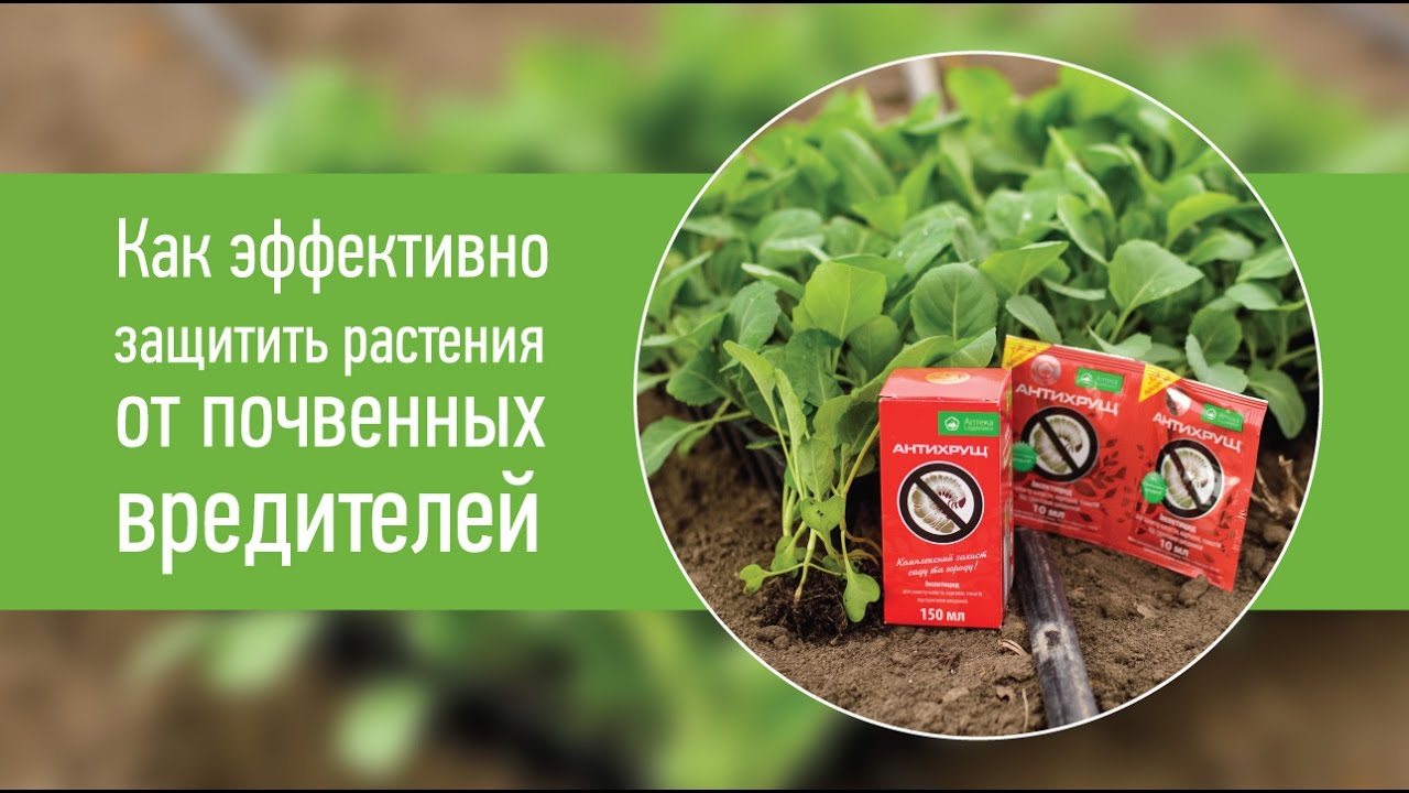 Инсектицид Антихрущ® (Ukravit) — системная защита культур от личинок майского жука и комплекса вредителей