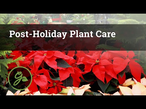 , title : 'Post Holiday Plant Care : Poinsettias, Christmas Cactus, Cyclamen, Lemon Cypress & More'