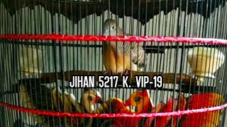 Download lagu PERKUTUT BANGKOK SUARA LELAH, LENGKAP, UJUNG NDLOSORR RING JIHAN BIRD FARM mp3