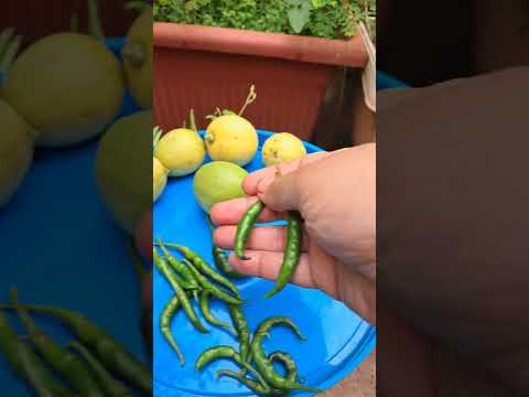 Harvesting Green Chilies & Lemon from Garden#Garden#Harvest#