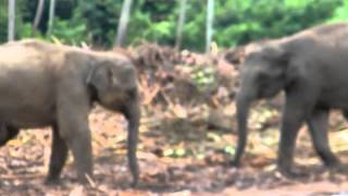 preview picture of video 'SRI LANKA PINNAWALA ELEPHANT ORPHANAGE  travelviews 927 by sabukeralam & travelviewsonline'