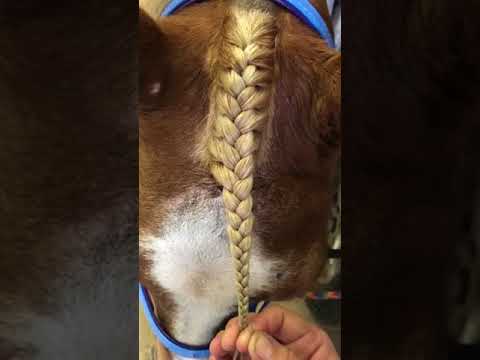 How To Braid a Forelock