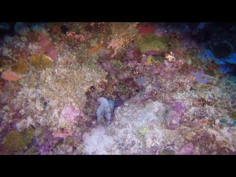 OCTOPUS ON REEF WALL