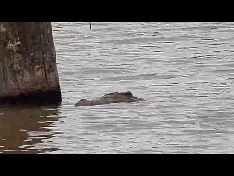 Djuma: Crocodile pulls something off bottom of tree-looks like Giant Millipede - 09:04 - 02/29/20