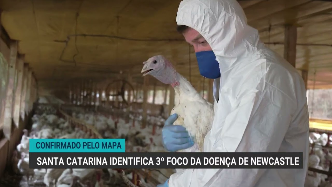 Santa Catarina confirma terceiro foco da doença de Newcastle no Oeste do estado