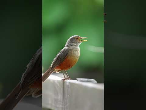 Drozd červenobruchý (Turdus rufiventris) — video o speve a chove
