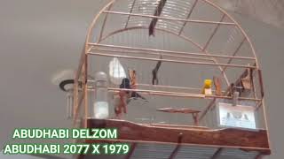 CURIO ABUDHABI DELZOM 