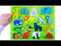 Animal Puzzle Real Animals And Fun Facts