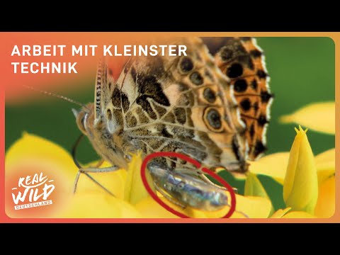 Documentary: The Incredible Journey of Butterflies