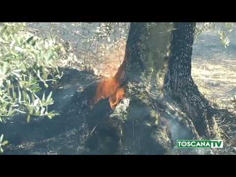 2017-07-02 PRATO - INCENDIO A FILETTOLE, FIAMME VICINO ALLE ABITAZIONI