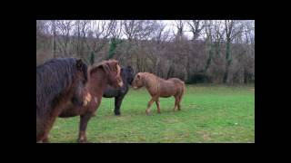 preview picture of video 'La Ferme Equestre de Bois Guilbert'