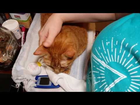 How To Test Blood Glucose On Cat's Ear