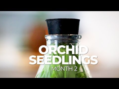 Orchid Seedlings: Month 2 Update on Epidendrum/Dendrobiums, Deflasking Cattleya Type Orchid Babies