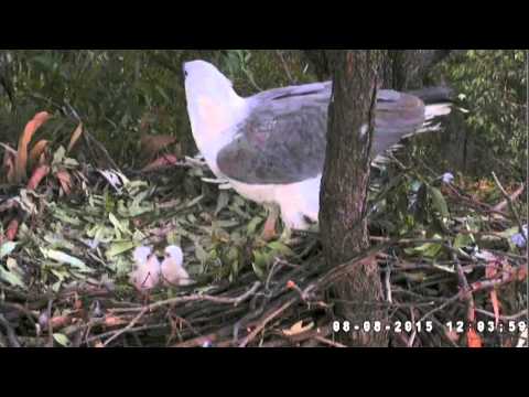 Sea eagle 15-08-08 12:02:58 bonking not eating